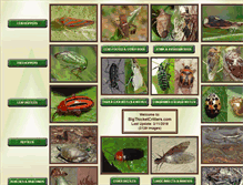 Tablet Screenshot of bigthicketcritters.com